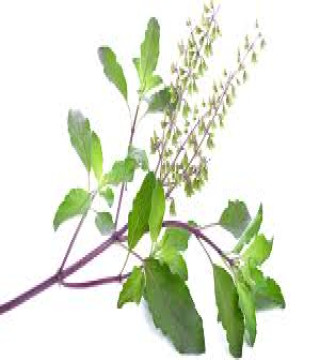 Diet & Nutrition›Vitamins, Minerals & Supplements›Herbal Supplements›Tulsi