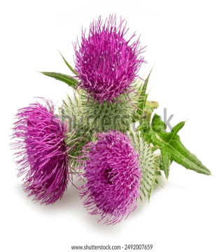 Diet & Nutrition›Vitamins, Minerals & Supplements›Herbal Supplements›Milk Thistle